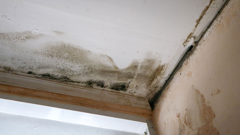 Mold growth caused by unaddressed water damage in a Tehama County property